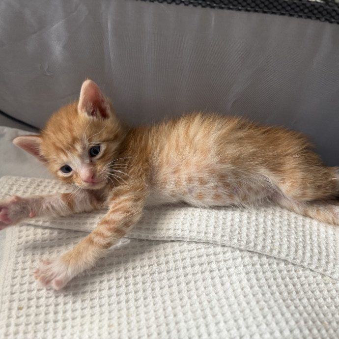 Tidy  Detail Oriented Cat Sitter