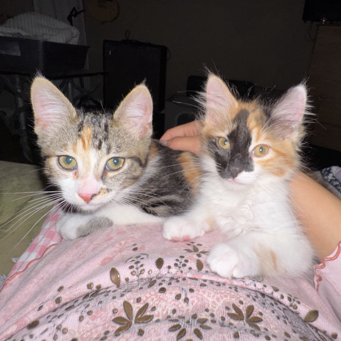 Carrie's Cat Care