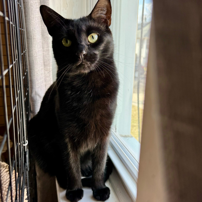 Cat Sitter With 9 Yrs Experience