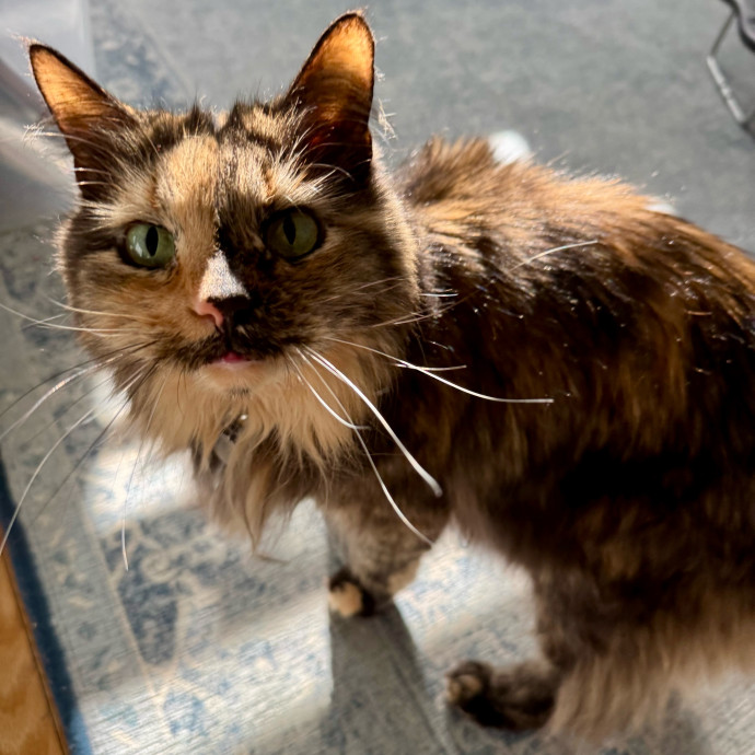 Cat Sitter With 9 Yrs Experience