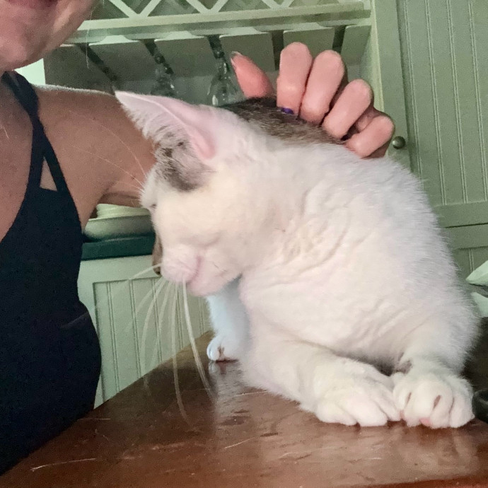 Cat Sitter With 9 Yrs Experience