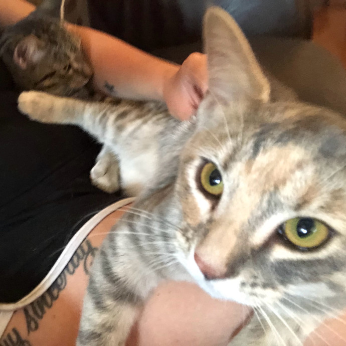 Cat Sitter With 9 Yrs Experience