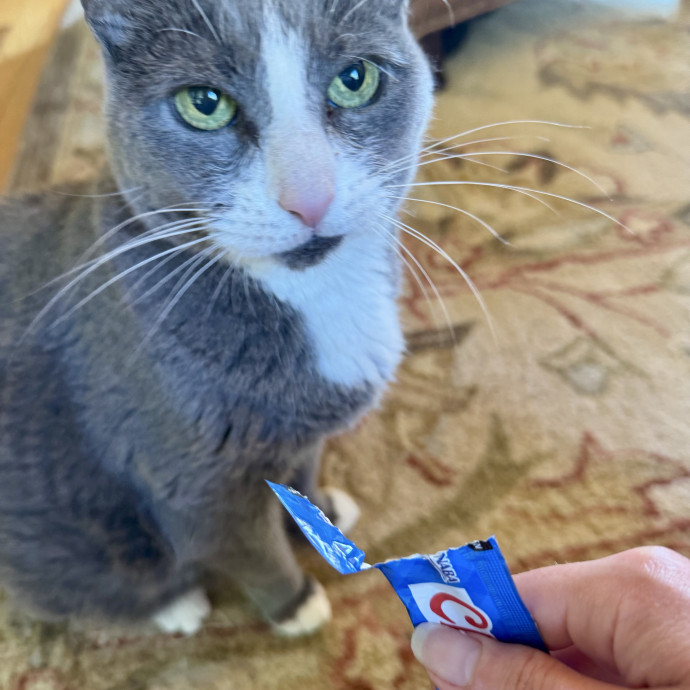Cat Sitter With 9 Yrs Experience
