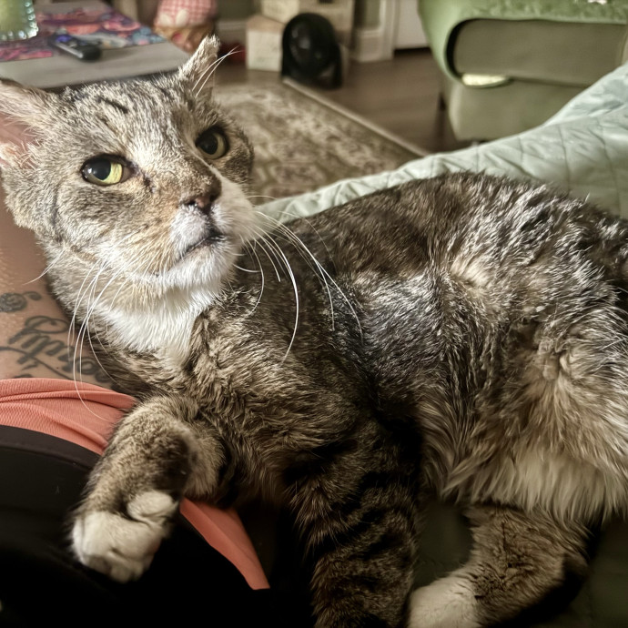 Cat Sitter With 9 Yrs Experience