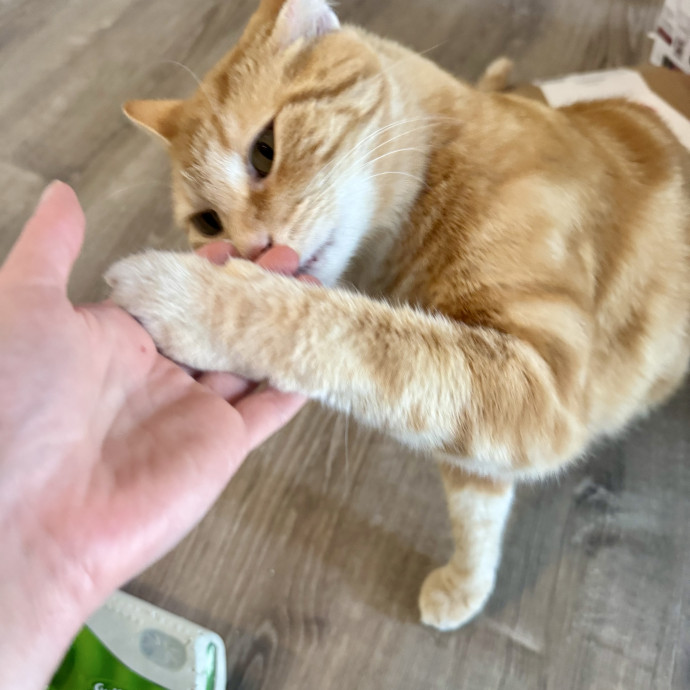 Cat Sitter With 9 Yrs Experience