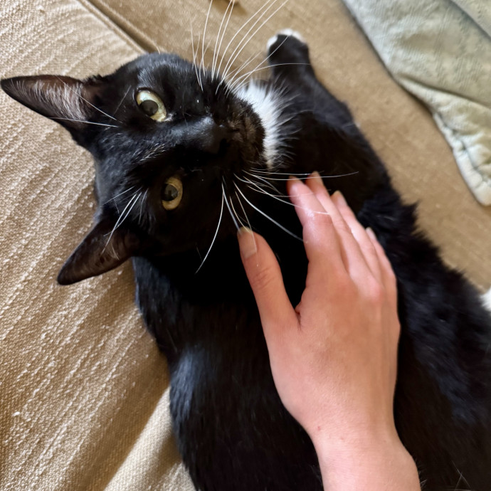 Cat Sitter With 9 Yrs Experience
