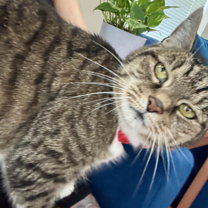Cat Sitter With 9 Yrs Experience