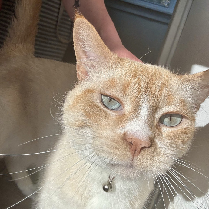 Cat Sitter With 9 Yrs Experience