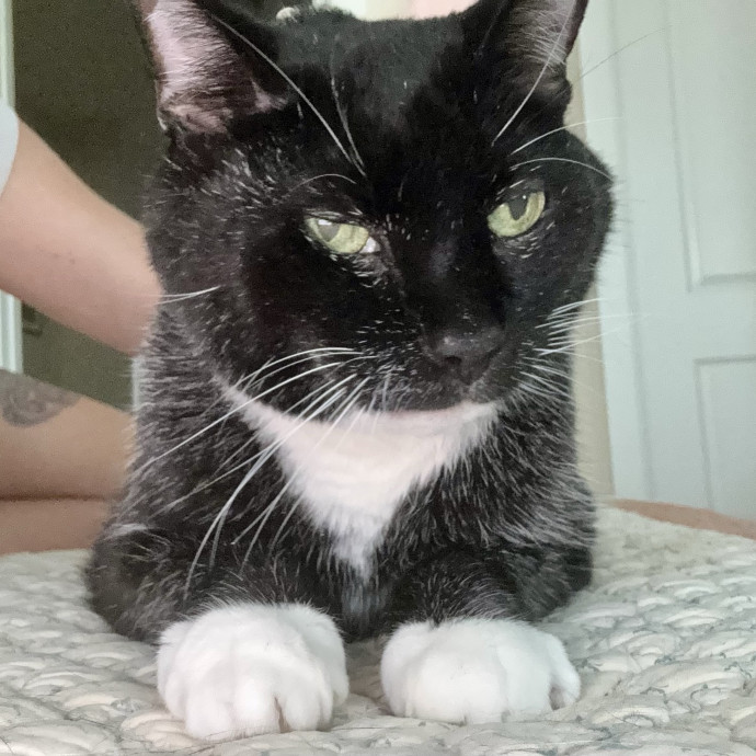 Cat Sitter With 9 Yrs Experience photo 3