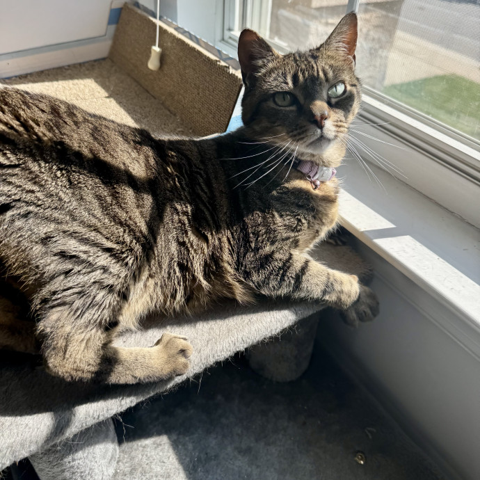 Cat Sitter With 9 Yrs Experience photo 2