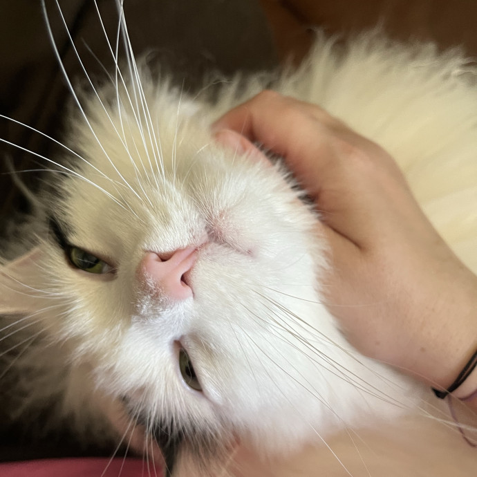 Genuine Cat Lady photo 2