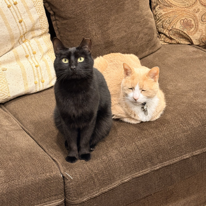 Cat Mom Of 3 Cat Person For All