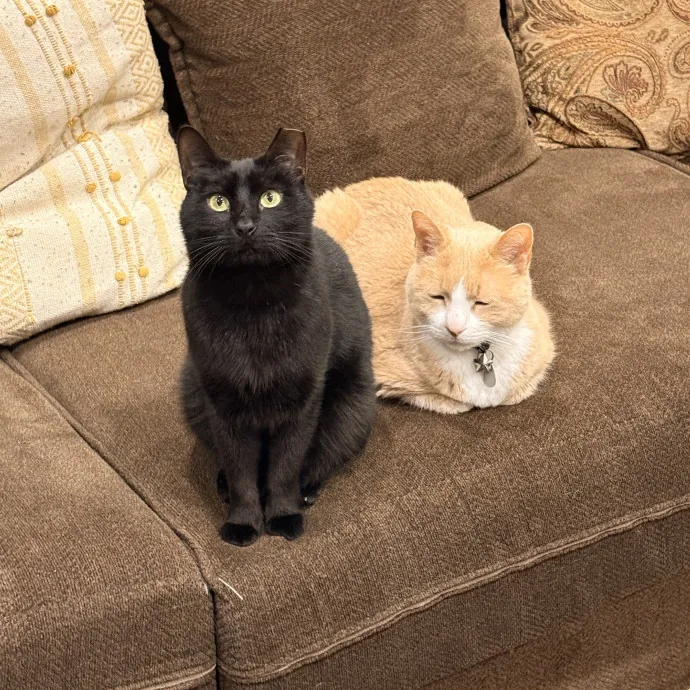 Cat Mom Of 3 Cat Person For All