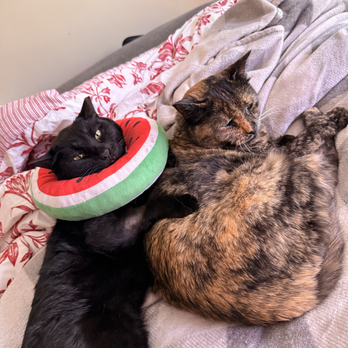 Cat Mom Of 3 Cat Person For All photo 2