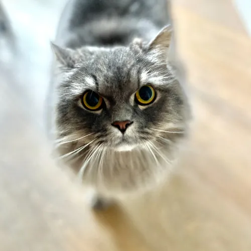 Asuka's Cat Sitting  Care