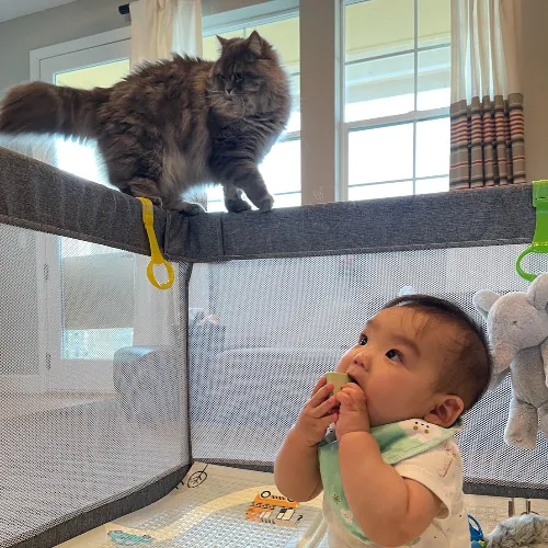Asuka's Cat Sitting  Care photo 4