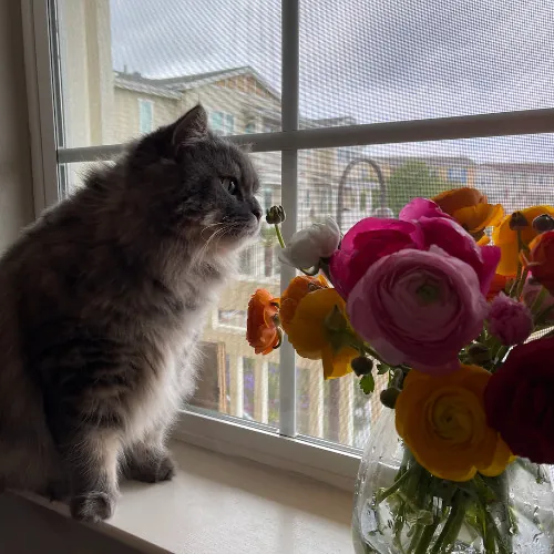 Asuka's Cat Sitting  Care photo 3