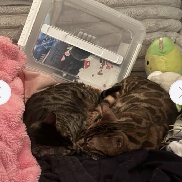 Your Cats New Best Friend