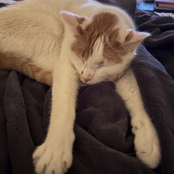 Your Cats New Best Friend photo 2