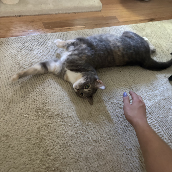Your Cats New Best Friend