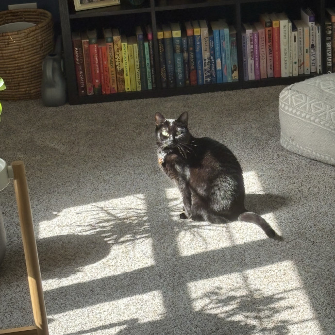 Your Cats New Best Friend
