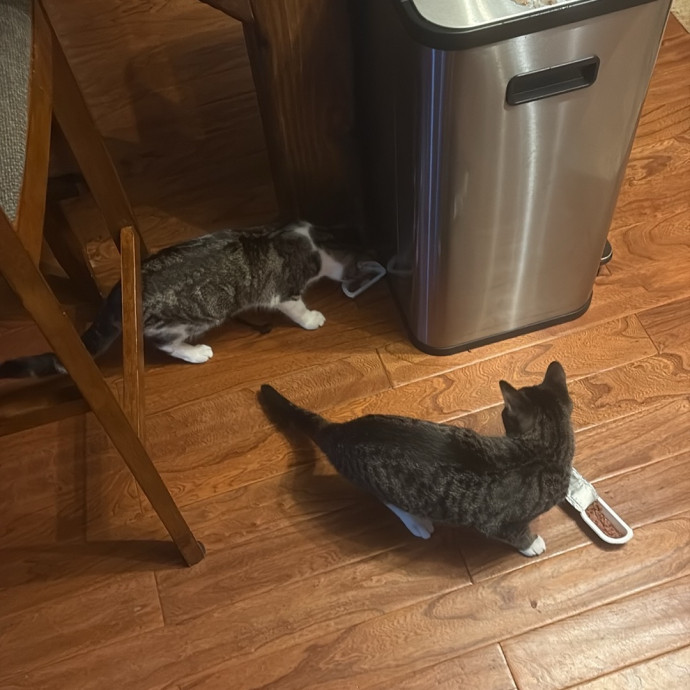 Your Cats New Best Friend