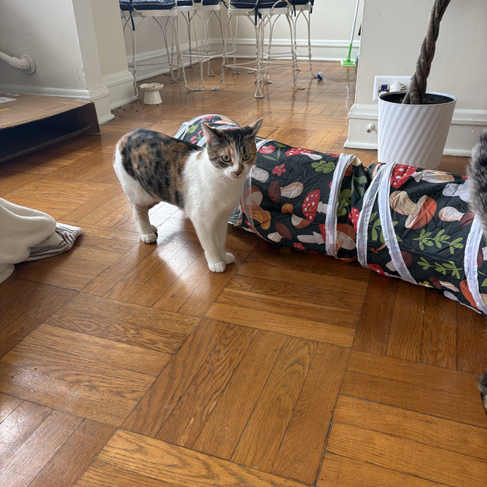 Your Cats New Best Friend