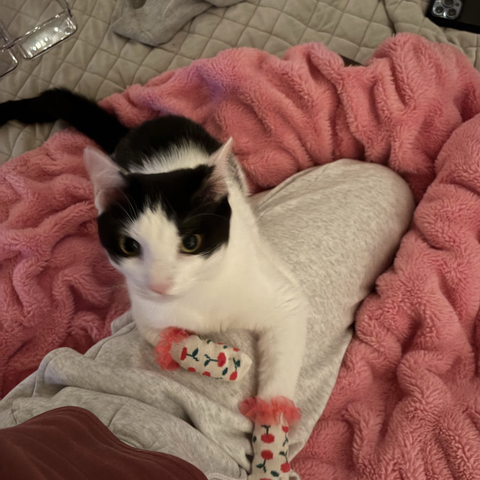 Your Cats New Best Friend