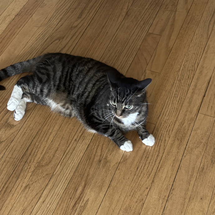 Your Cats New Best Friend photo 3