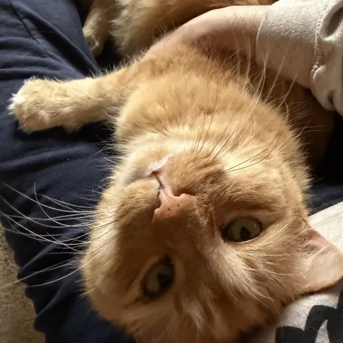 Tell Your Cat I Said Pspspsp