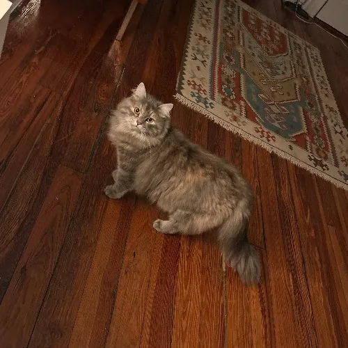 Your Fur Baby's New Bestfriend