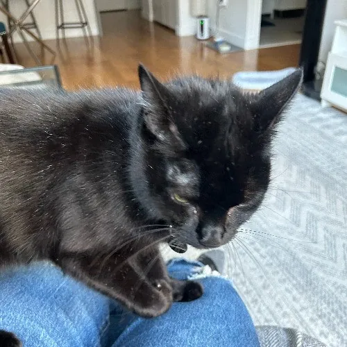 Your Fur Baby's New Bestfriend