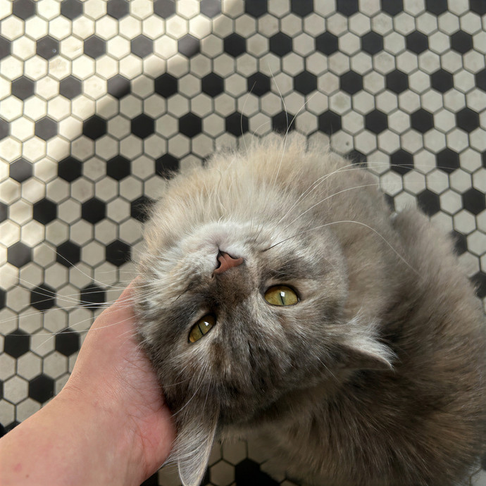 Your Fur Baby's New Bestfriend