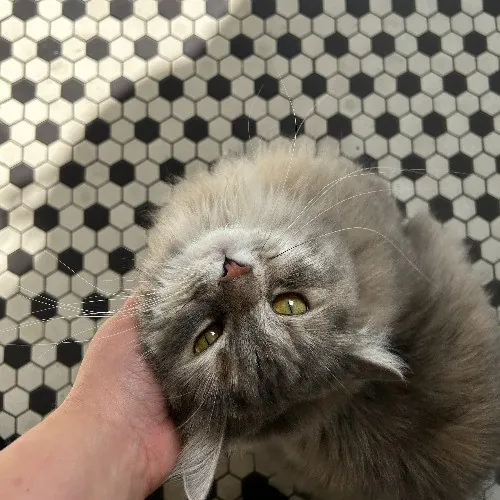 Your Fur Baby's New Bestfriend