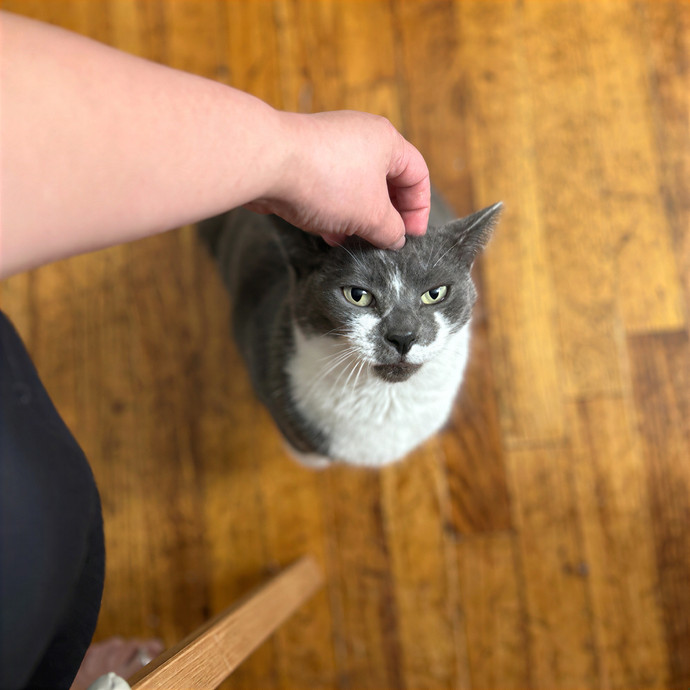 Your Fur Baby's New Bestfriend
