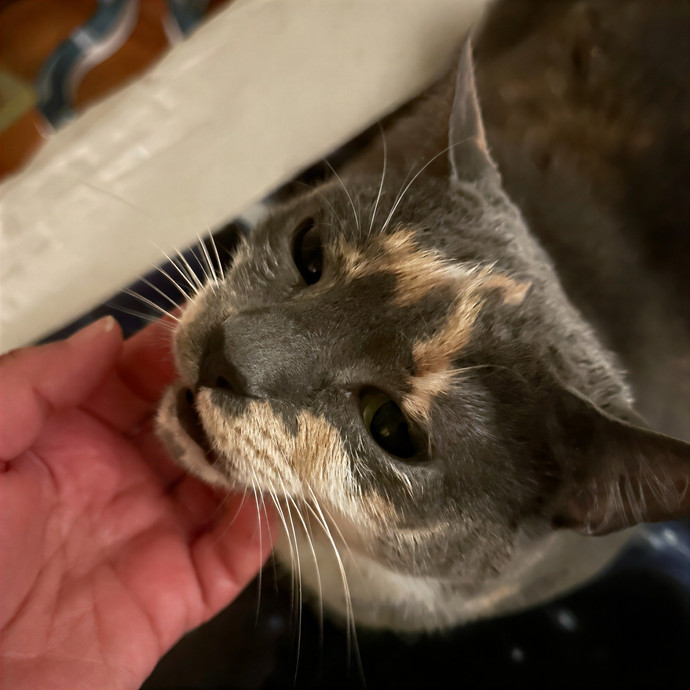 Your Fur Baby's New Bestfriend photo 3