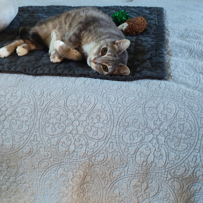 Cat Mom Wants To Meet Your Fur Baby photo 3