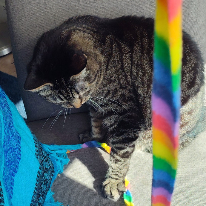 Cat Mom Wants To Meet Your Fur Baby photo 2