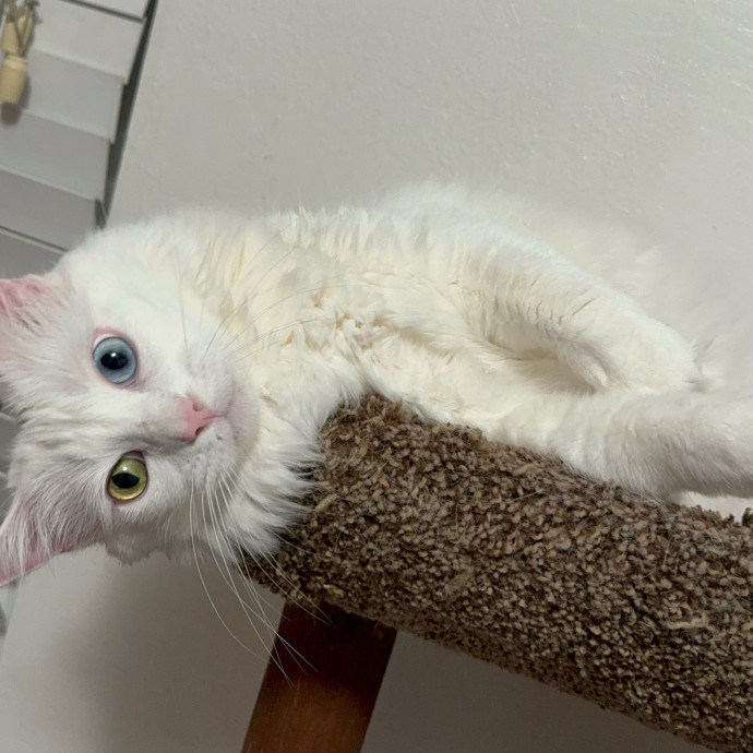 Derrick's Cat Sitting