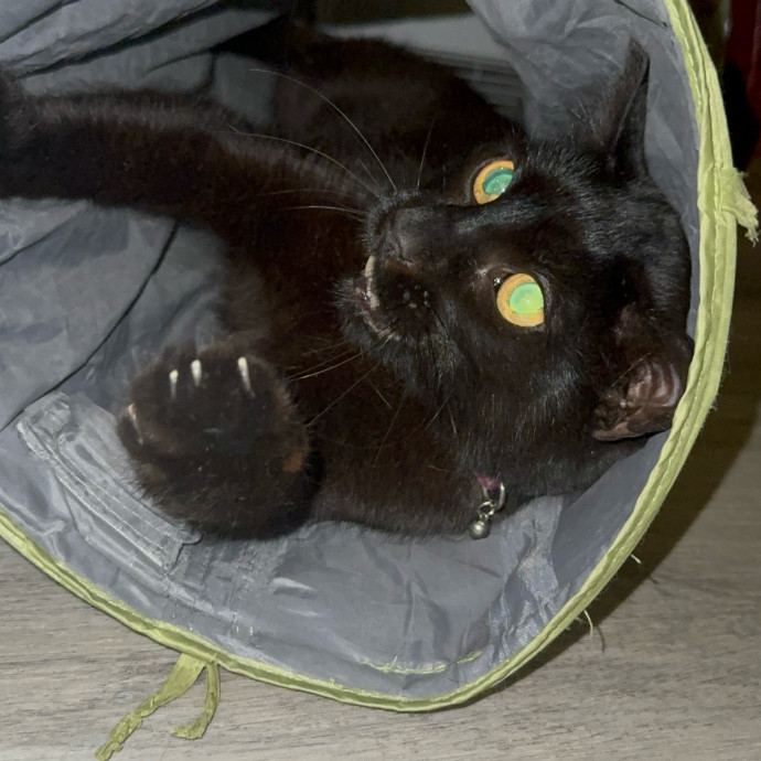 Derrick's Cat Sitting