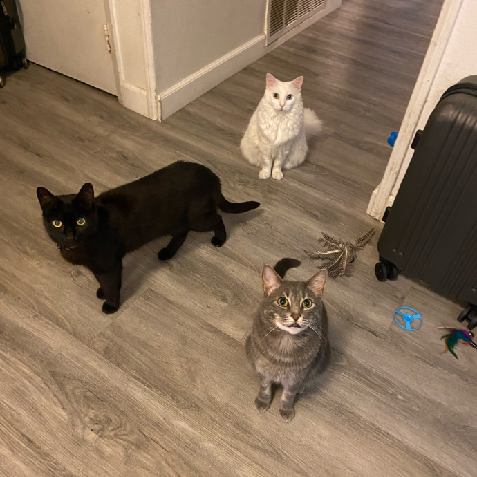 Derrick's Cat Sitting photo 3