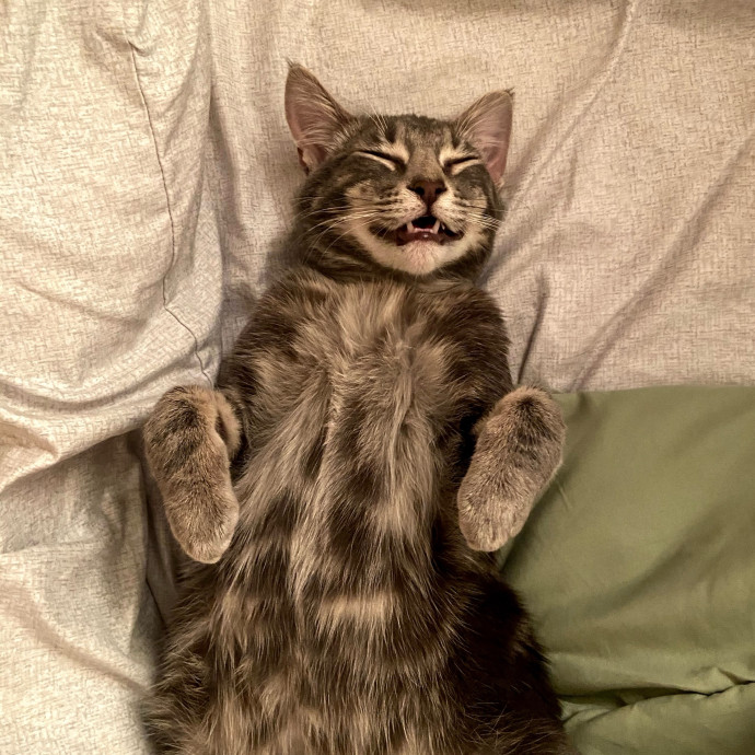 Derrick's Cat Sitting photo 2