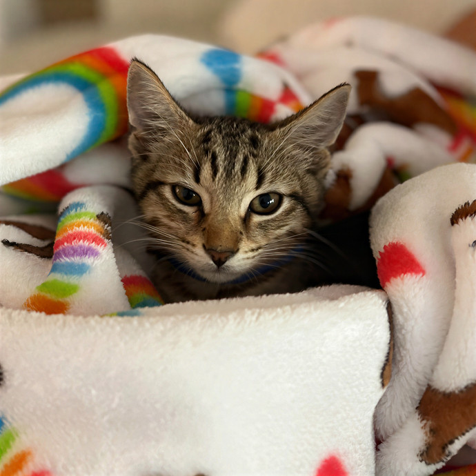 Bella The Key Kitty Nanny