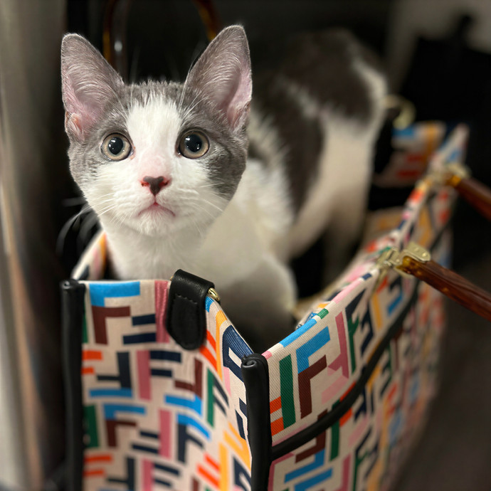 Bella The Key Kitty Nanny