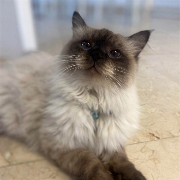 Bella The Key Kitty Nanny