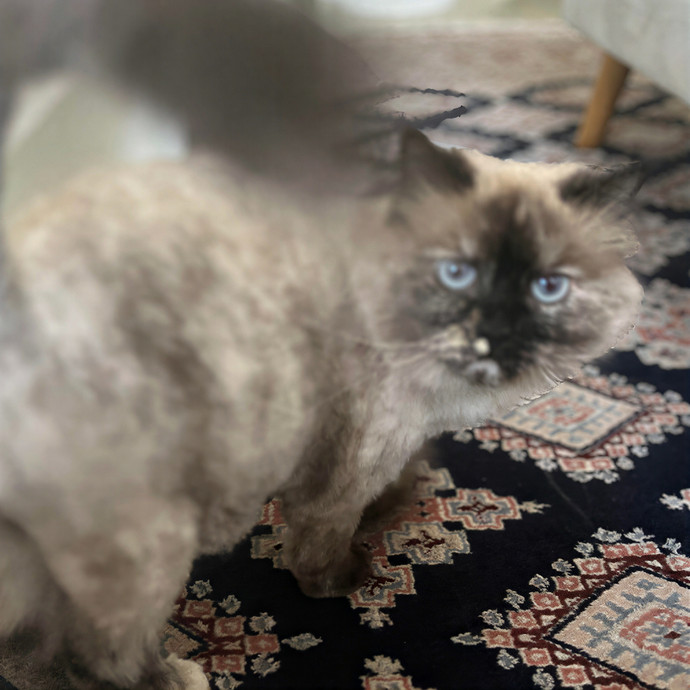 Bella The Key Kitty Nanny photo 3