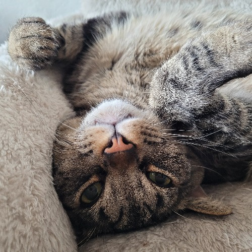 Chelsea Chats With Your Cats