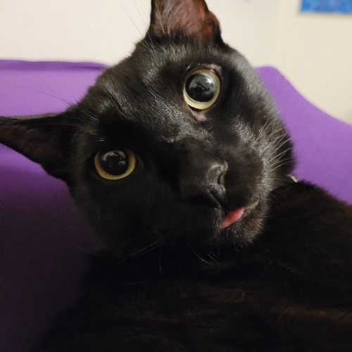 Chelsea Chats With Your Cats