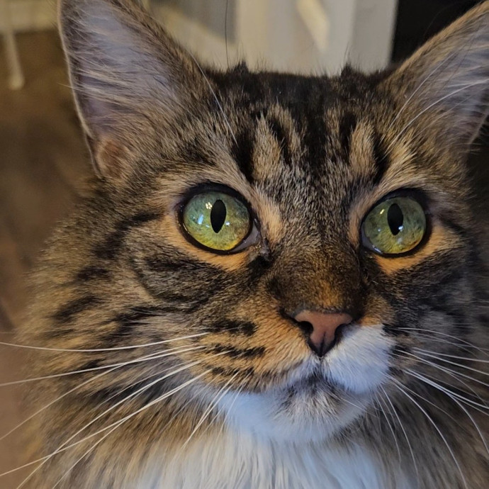 Chelsea Chats With Your Cats