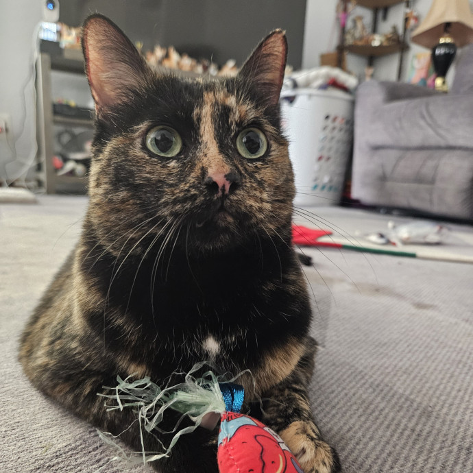 Chelsea Chats With Your Cats